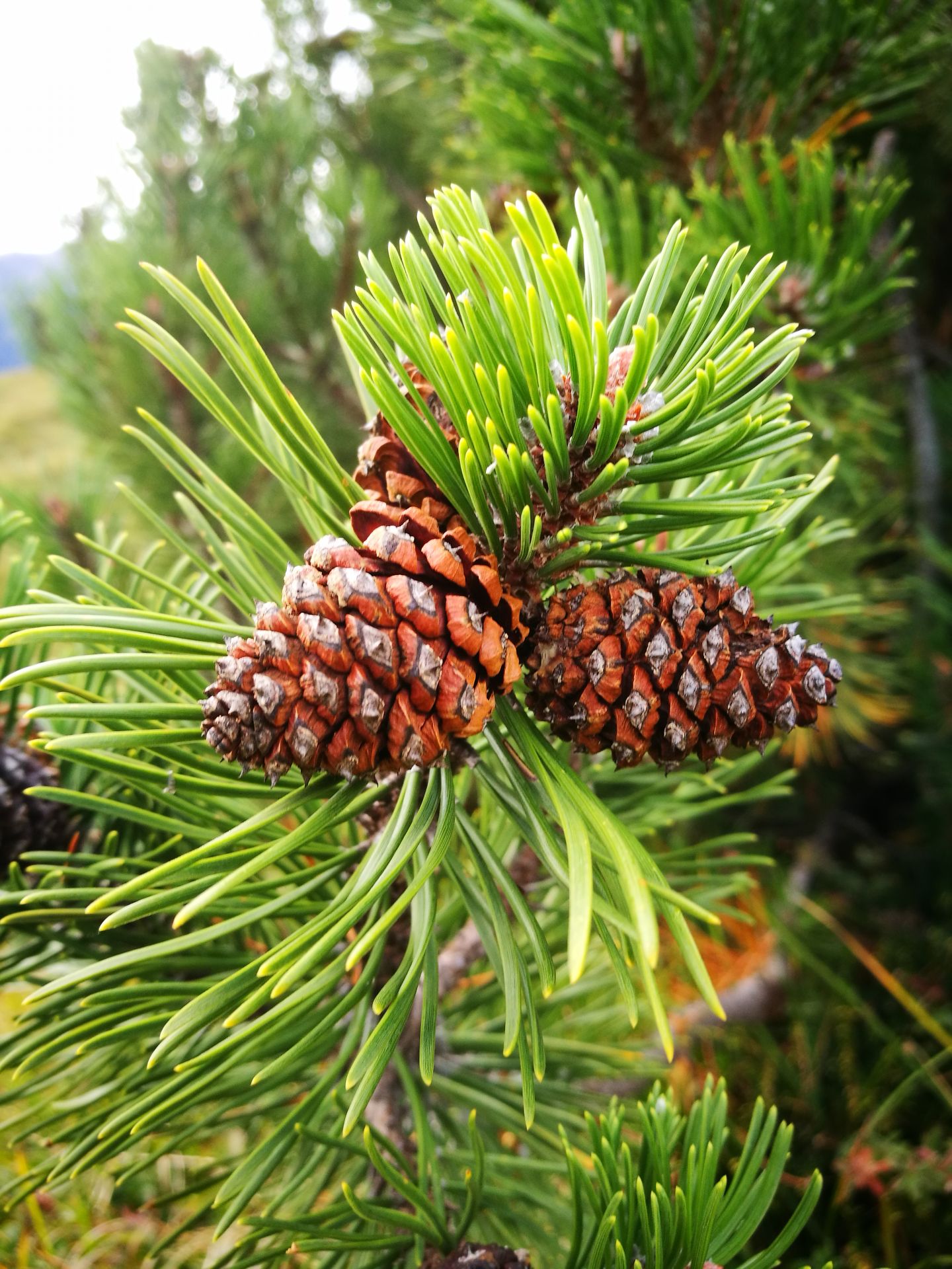 pillows with swiss stone pine